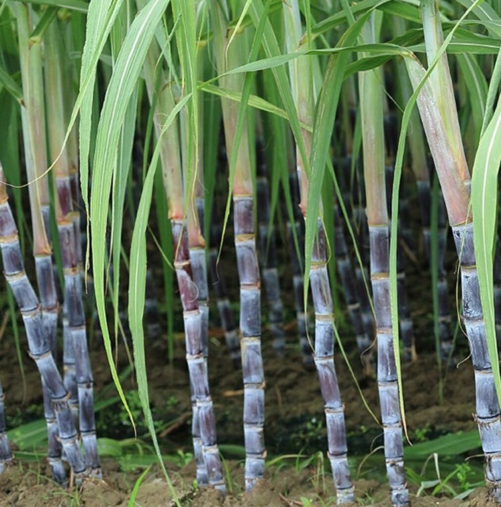 CPR_news_header_template_45