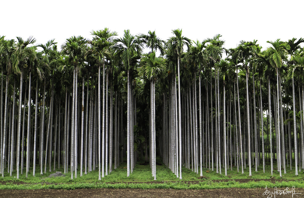 15503633250_bf892144b4_b